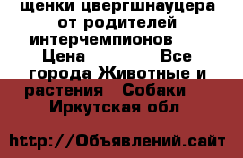 щенки цвергшнауцера от родителей интерчемпионов,   › Цена ­ 35 000 - Все города Животные и растения » Собаки   . Иркутская обл.